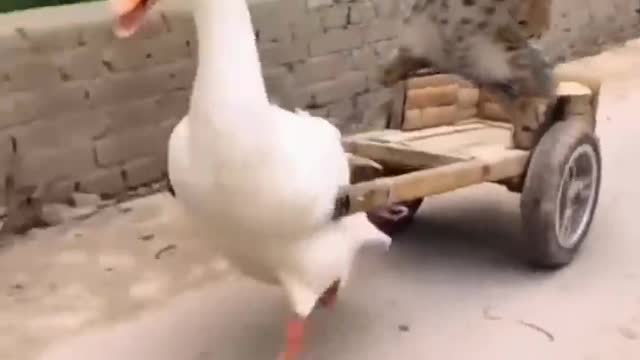 cute goose