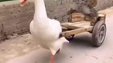 cute goose