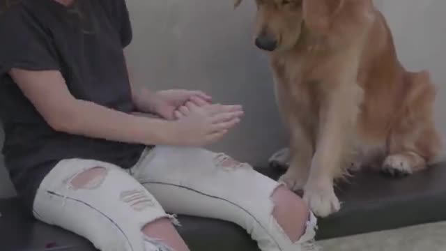 Cute dog training/dog video/#shorts