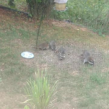 Rocky the raccoon and her three babies ❤️🦝🐾