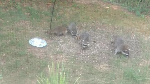 Rocky the raccoon and her three babies ❤️🦝🐾