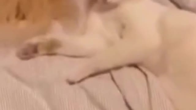 Funny cat | funny movemint cat