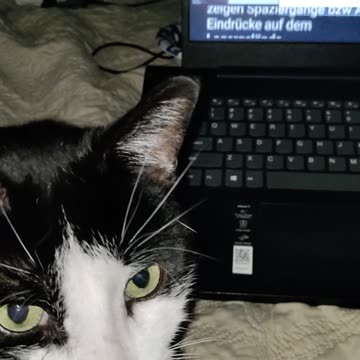 Rob Wolchek The Cat Stays With Me While Watching History Lecture In German, Dbn, MI, 11/3/23