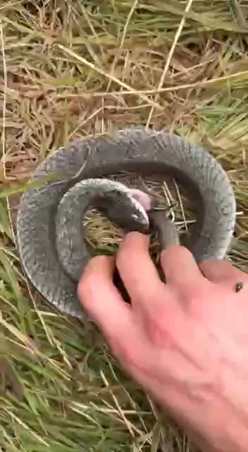 The eastern broad-nosed snake Oscar winning performance