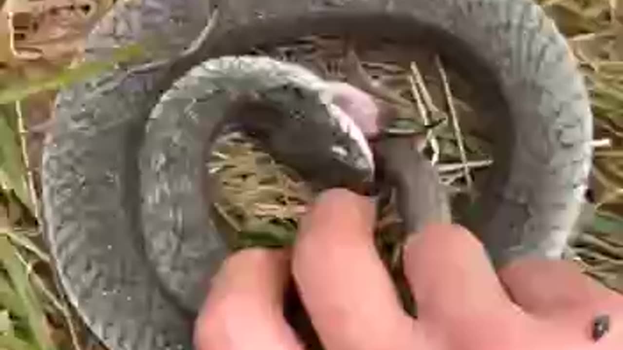 The eastern broad-nosed snake Oscar winning performance