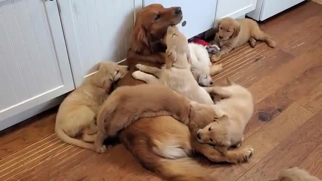 Golden Retriever Dad Babysits Puppies
