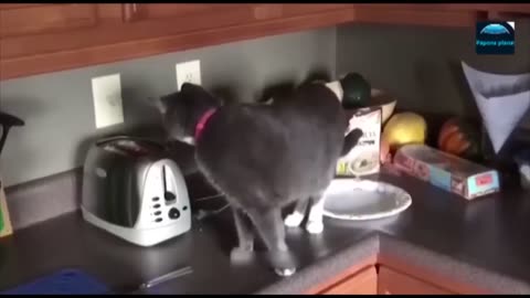 Funny Animal Videos Funniest Cats and Dogs Movements