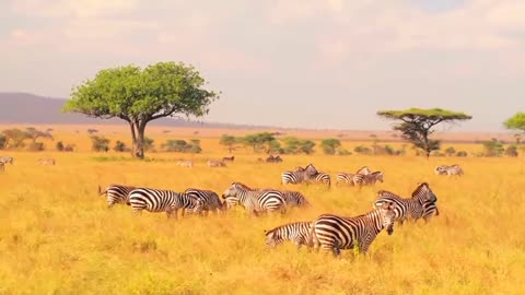 Wild life animal video in safari jungle with op camera view