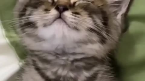 Funny and Cute Cats Videos #346