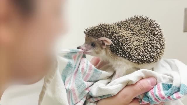 Hedgehog Plays Tug of War