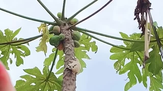 Cute flying squirrel #shorts