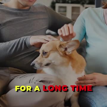 Unleashing Pet Nutrition Secrets 🐶🐱