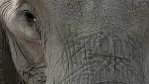 Amazing Elephant Herd Protect Mom & Newborn Elephant From Lion Pride Hunt, Eleph