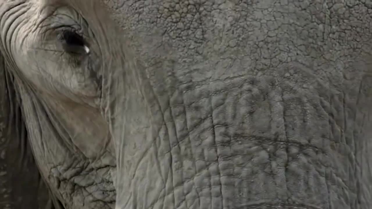 Amazing Elephant Herd Protect Mom & Newborn Elephant From Lion Pride Hunt, Eleph