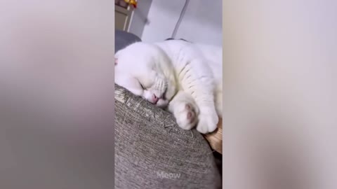 Try Giving Your Cat a Cucumber and See What Happens