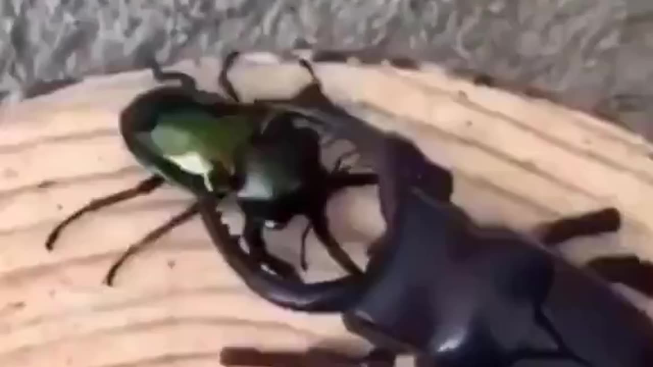 Real Beetle Tosses Robot Beetle