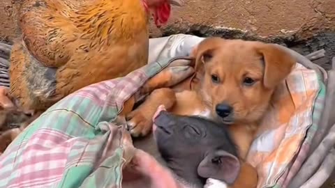 A puppy disliked by all the little animals meets an accepting piglet