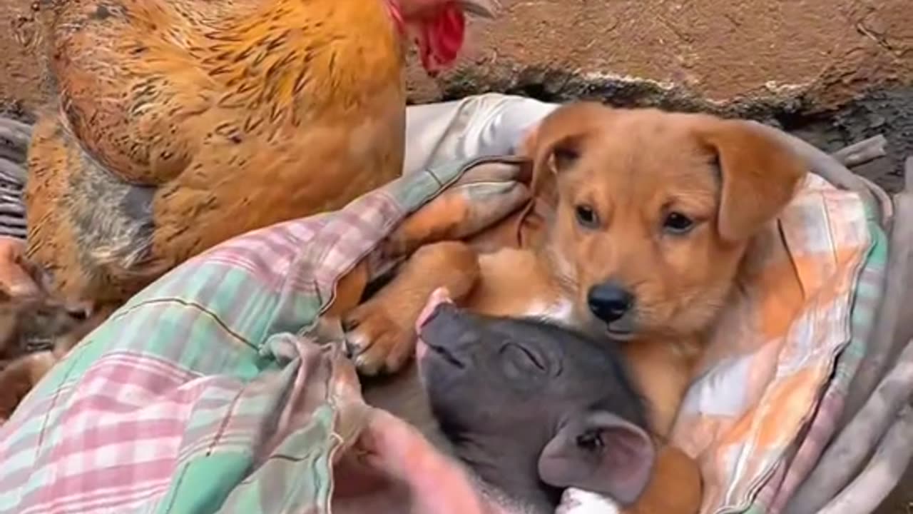 A puppy disliked by all the little animals meets an accepting piglet
