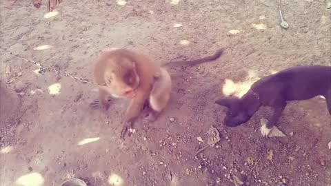 A dog loses his mind because of a monkey😂