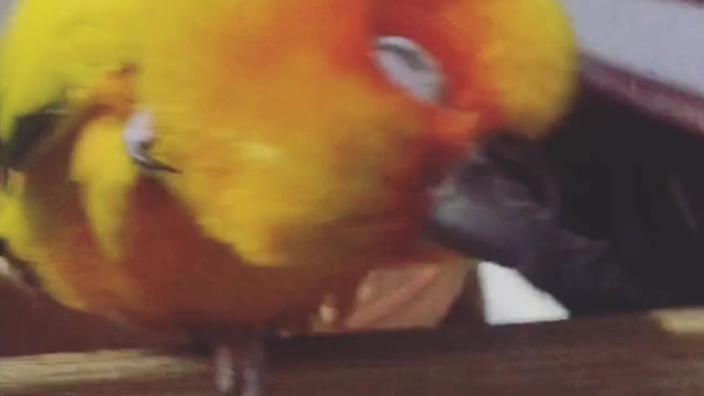 Sun Conure - Mcdull