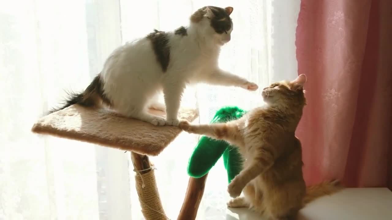 funny cat moments 2022 🐱