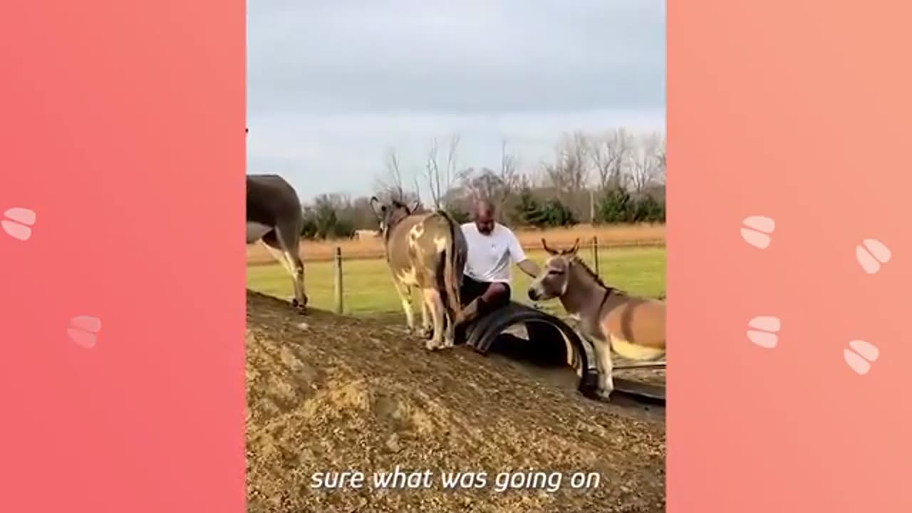 Donkeys Smile And Sing When They See These Owners