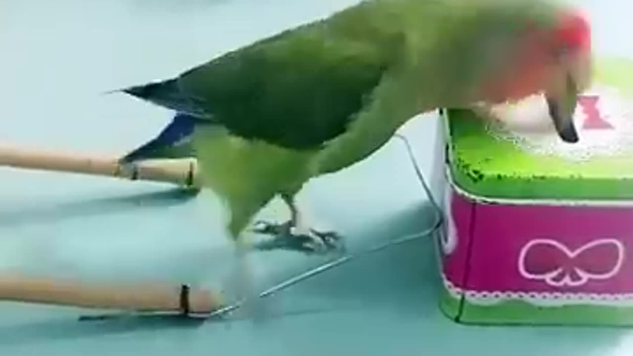 cute parrot doing his work with fun