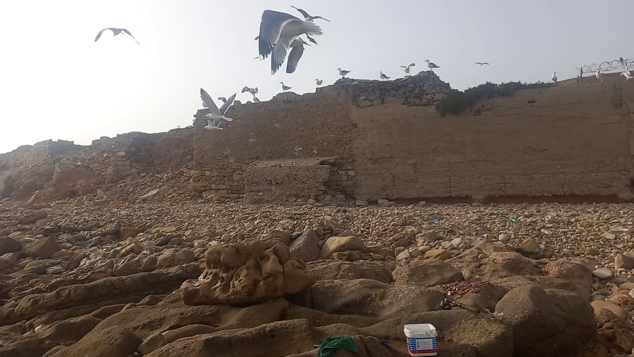 A video of a seagull near me while I was fishing.