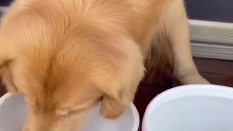 The dog is changing water for his goldfish.