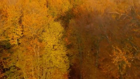 Enchanting Autumn Forests with Beautiful Piano Music