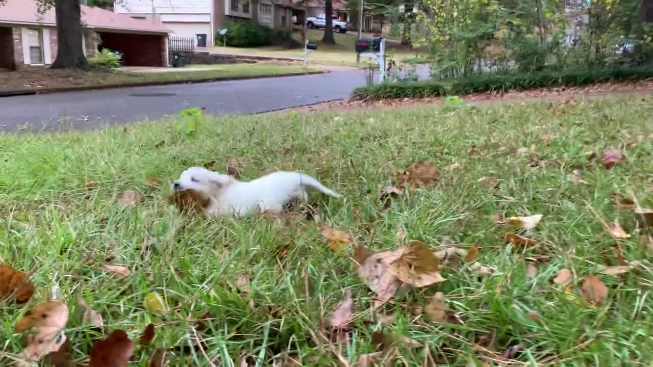 Puppies and leaves!