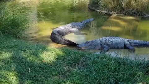 alligators dozing