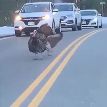 Traffic Cop Turkey!