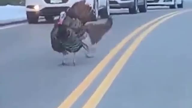 Traffic Cop Turkey!