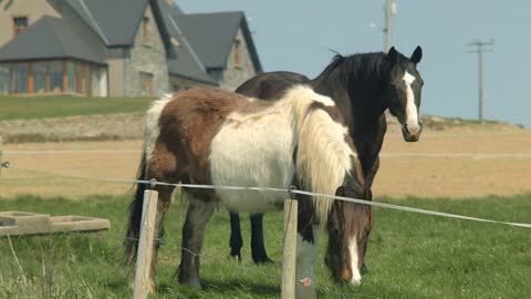 Amazing horse couple in their farm grazing