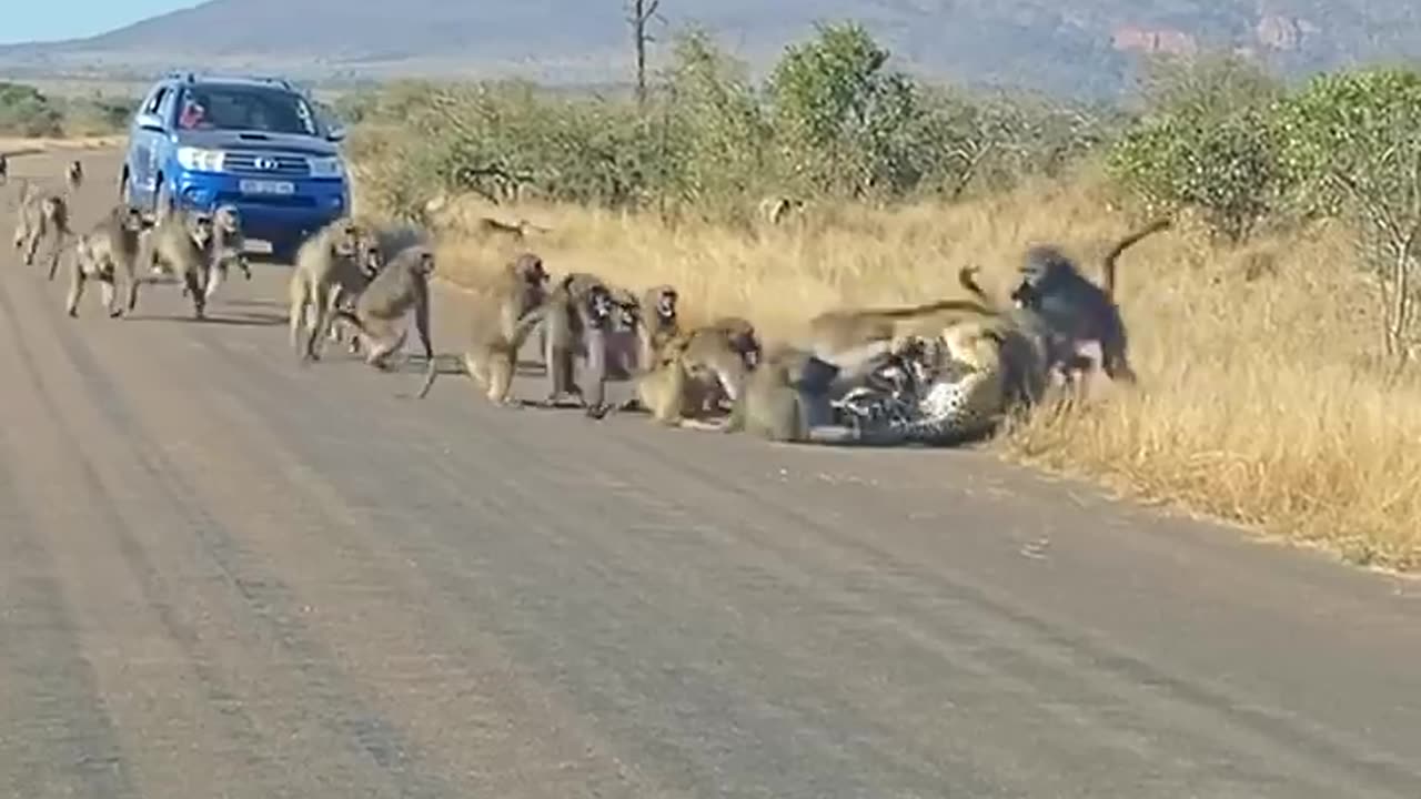 Monkey fighting