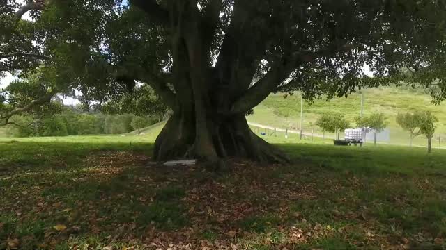 77- 130 Year Old Morten Bay Fig and yes another CRASH 14 11 2022