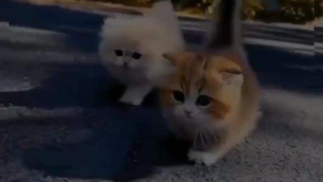 Funny CATS Cute Compilations #5