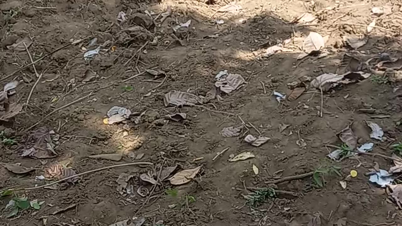 Genger planting