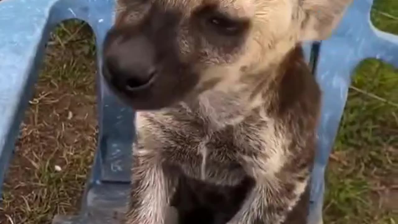 Baby Hyena and his caretaker