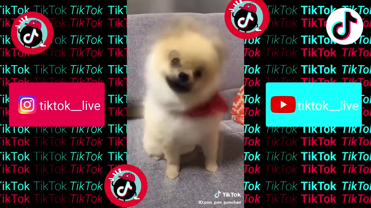 TikTok Animals : Cute Funny Dogs and Cats #1