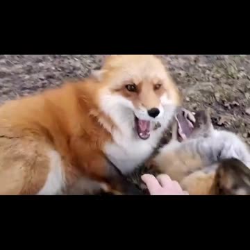 A good way to boost your serotonin levels