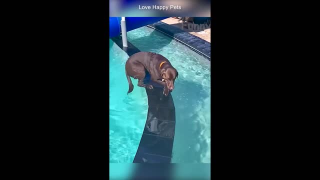 WALK ON WATER LOL..Funny Animals Makes You Laugh 🤣 2022 Pet Compilation