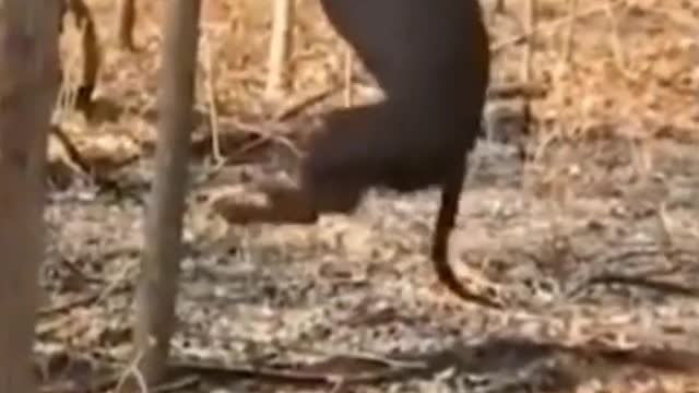 Oh, my God. Do dogs really climb trees?