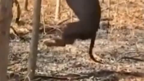 Oh, my God. Do dogs really climb trees?