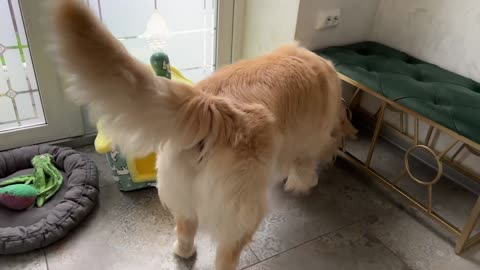 Golden Retriever Decided that this Cat House is for Him