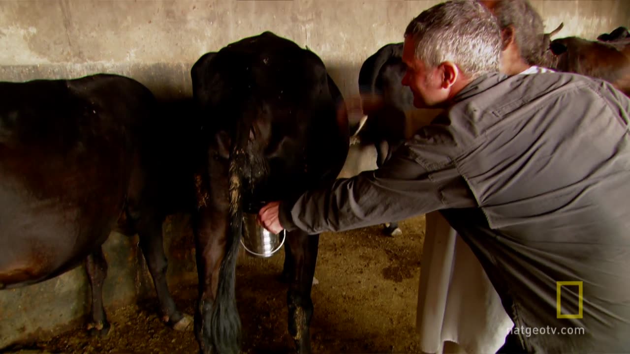 cocktail di urina di mucca in India DOCUMENTARIO in India bevono l'urina di mucca.In India la mucca (che ha le corna come il toro)viene venerata come una figura materna e la sua urina considerata un rimedio contro ogni tipo di malattia