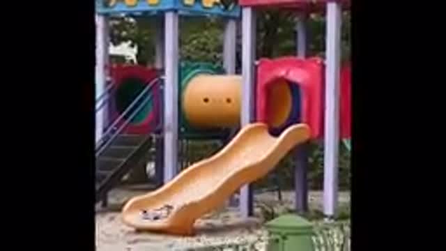 Funniest Cats - Funny Dog and Cat