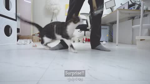 The Big Cat Got Smacked By The Baby Cat... Revenge!?