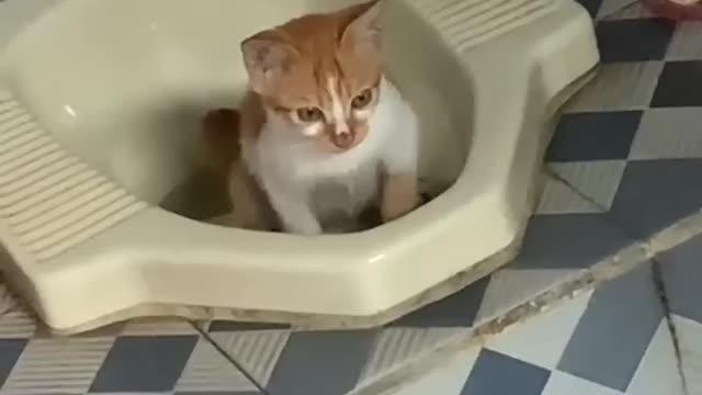 Cute cat poops in the toilet